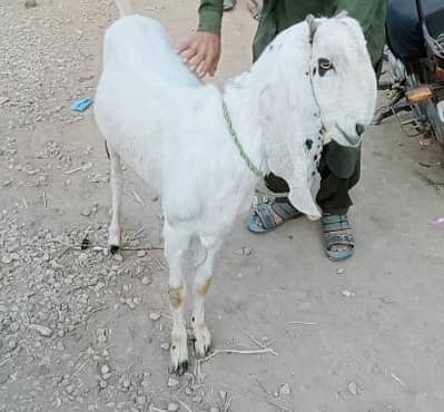 best for qurbani 2026 2 dant hy dono 4 hony wali hyi rajanpuri path hy