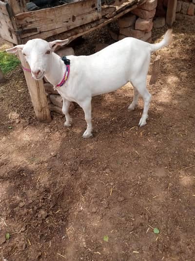 Beautiful Goat