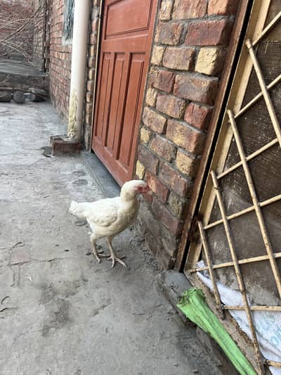 Best breader murga mugri bi breader hai