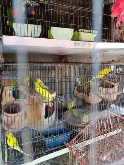 selling my budgies 18 Nos
