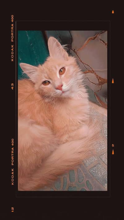 Persian cat for adoption
