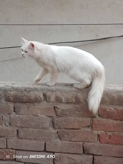 cat very beautiful