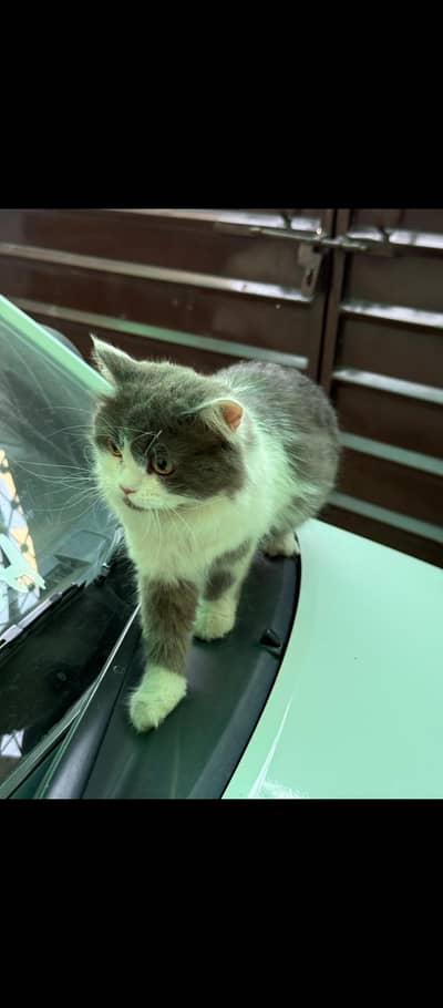 Persian cat
