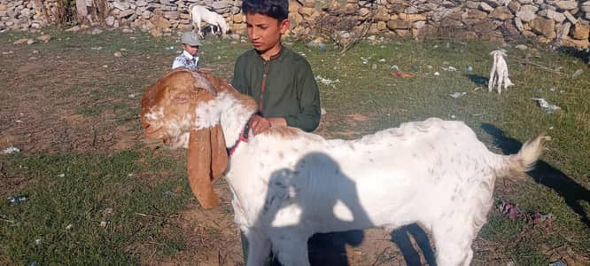 desi bakra for sale contact Whatsap 0325.4962. 940