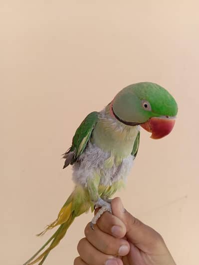raw parrot Hand tam