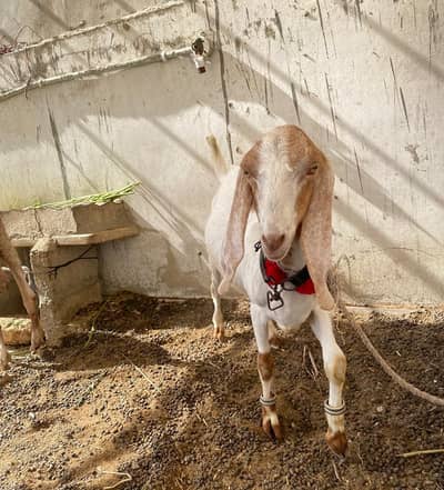 Bakra 2 Dant Goat Healthy & Active