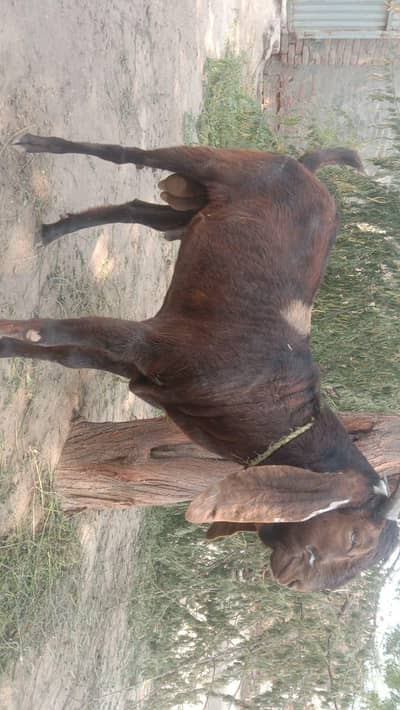 Qurbani Baqra Pure Desi khaasi nhi hai