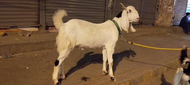 Dondy Bakra 2026 qurbani sale( jori)