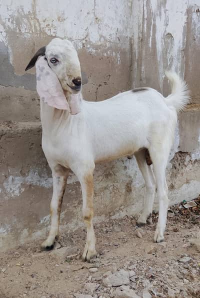 Qurbani ke bakre ghr ke pale Howe