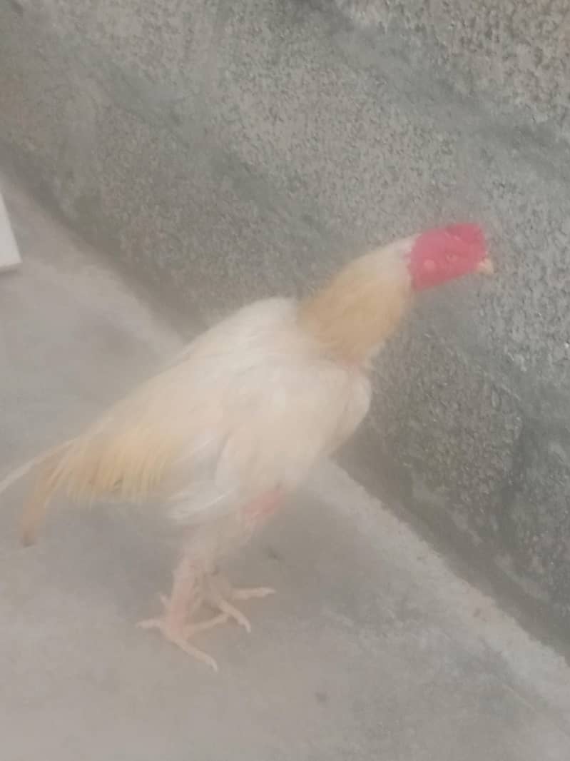 murga 0