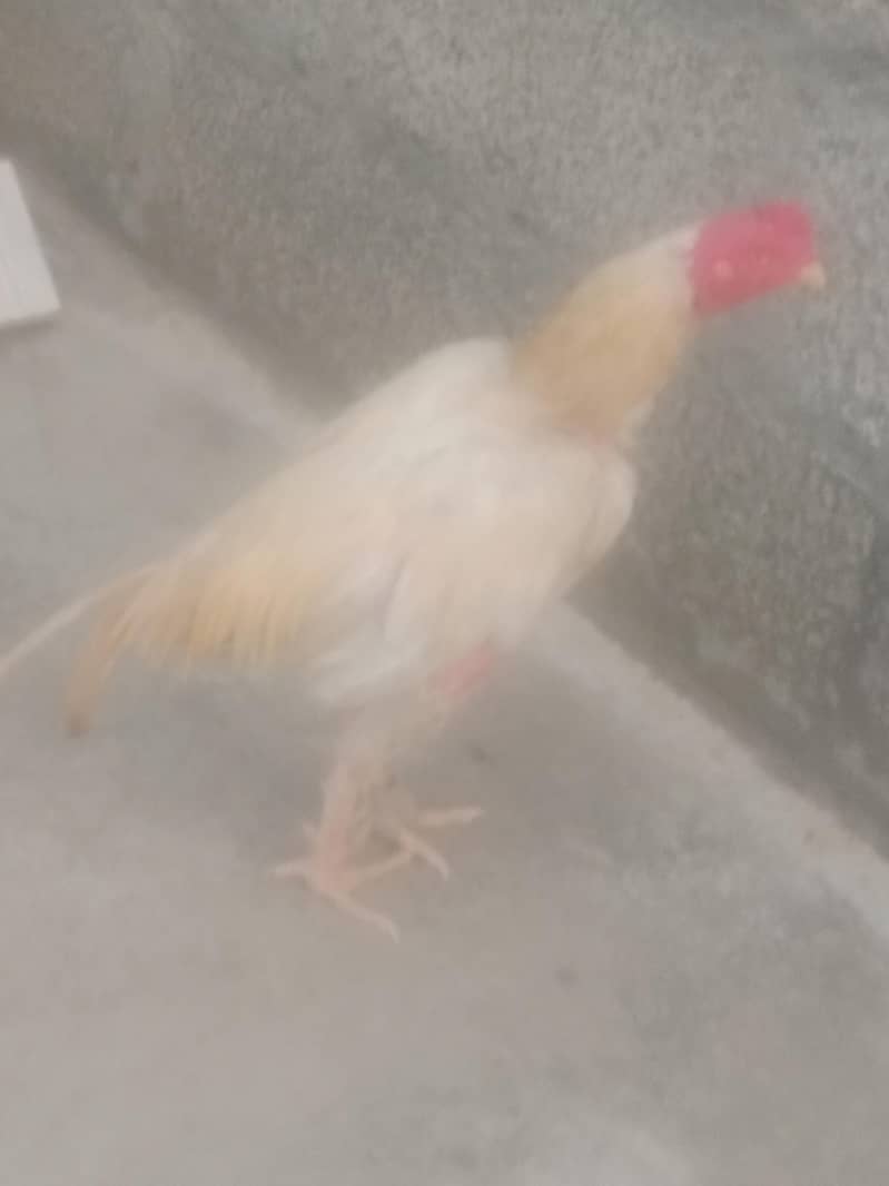 murga 1