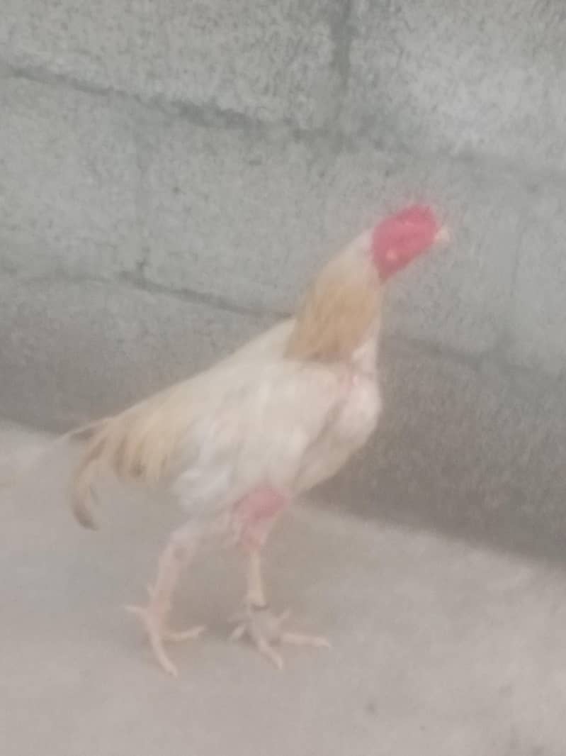 murga 2