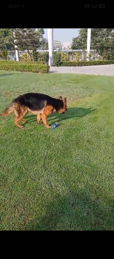 fix price. trained female German shepherd. 18 month age . fully vaccinate