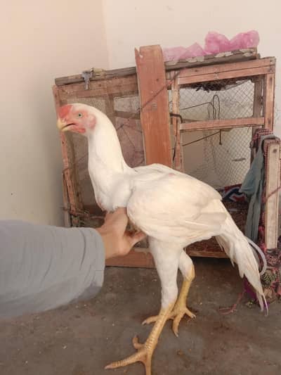 parrot beak long tail aseel for sale WhatsApp 03332745762