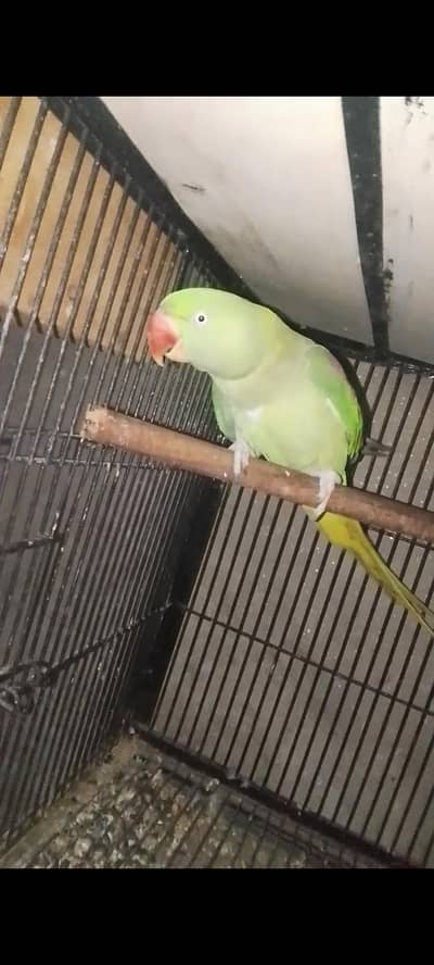Ghrelo female 3143275503