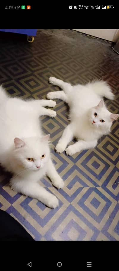 Persian kittens