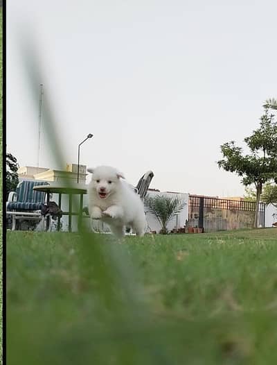 Russian dog pups pair