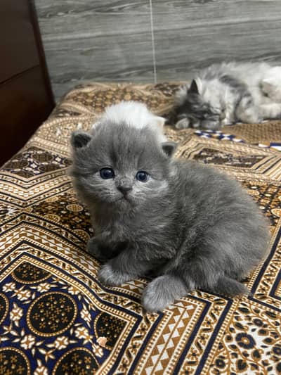 1 kitten priz 8000