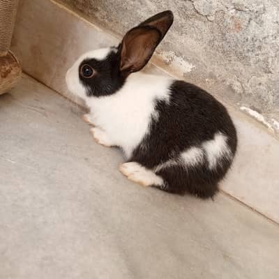 Bunnies seller