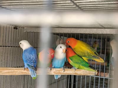 Lovbirds quality pc