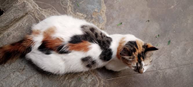 Calico females Bache dene wali hai