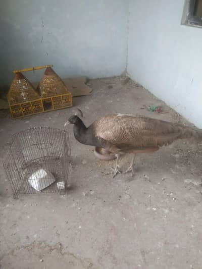 Beautiful Peacock Available
