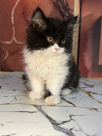 Persian kitten