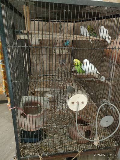 Budgies for sale with cage