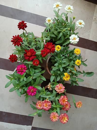 Flower plants