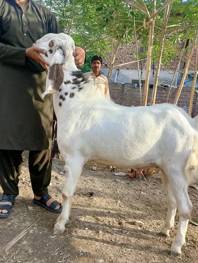 Goat for sale