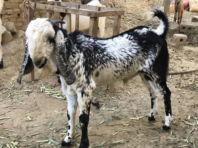 Qurbani bakhry