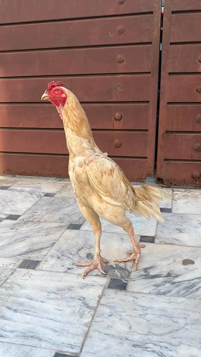 Aseel patha for sale