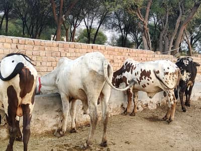 Starting Rs 950/kg - 50plus qurbani Janwar Vehra cow bull bachra