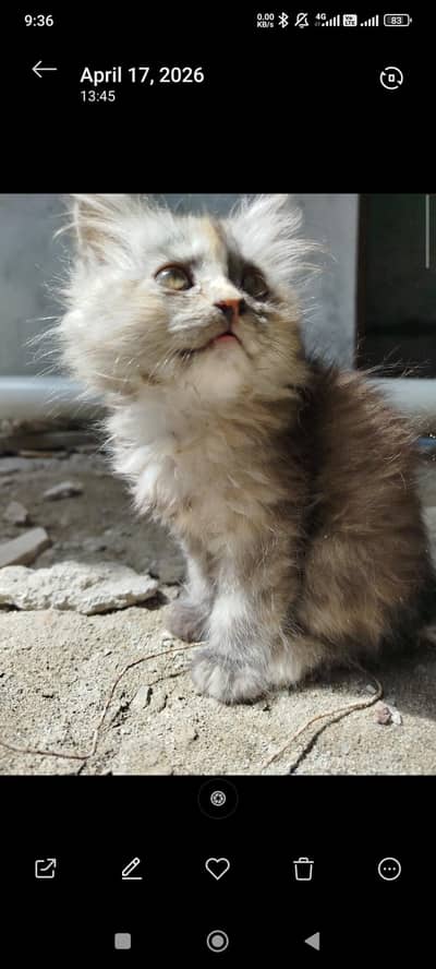 Beautiful Mixed-Color Kitten for Sale – Playful, Healthy & Unique