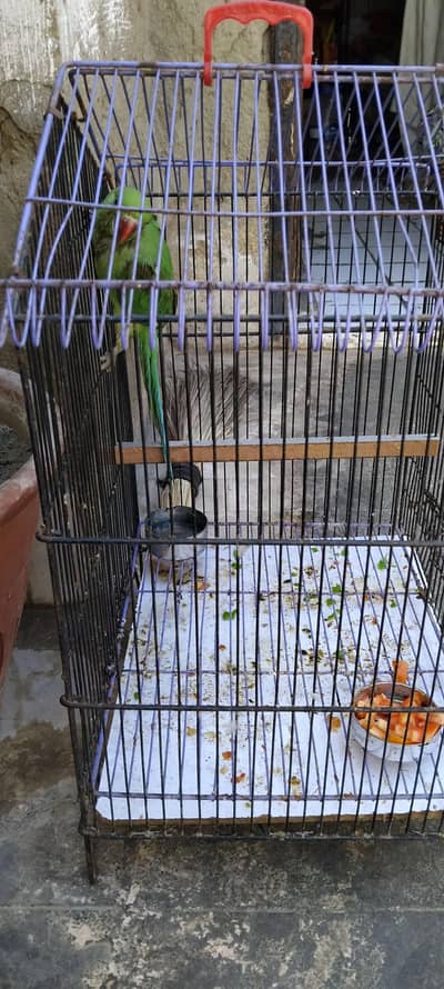 parrots 