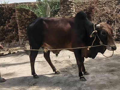 calf with natural food no fat organic food