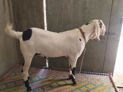 Punjab BREED