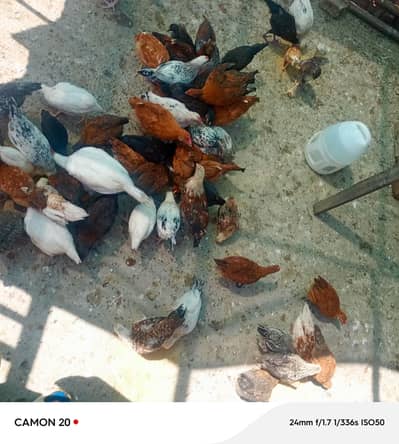 50 golden misri chicks for sale