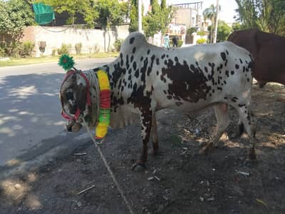 Wachay for sale in Wapda Town Lahore