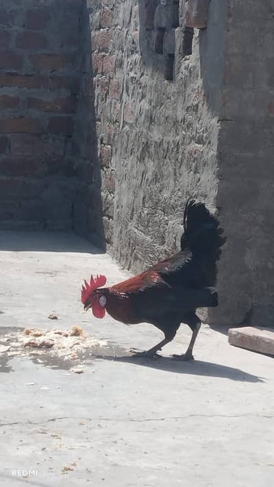 Desi murga