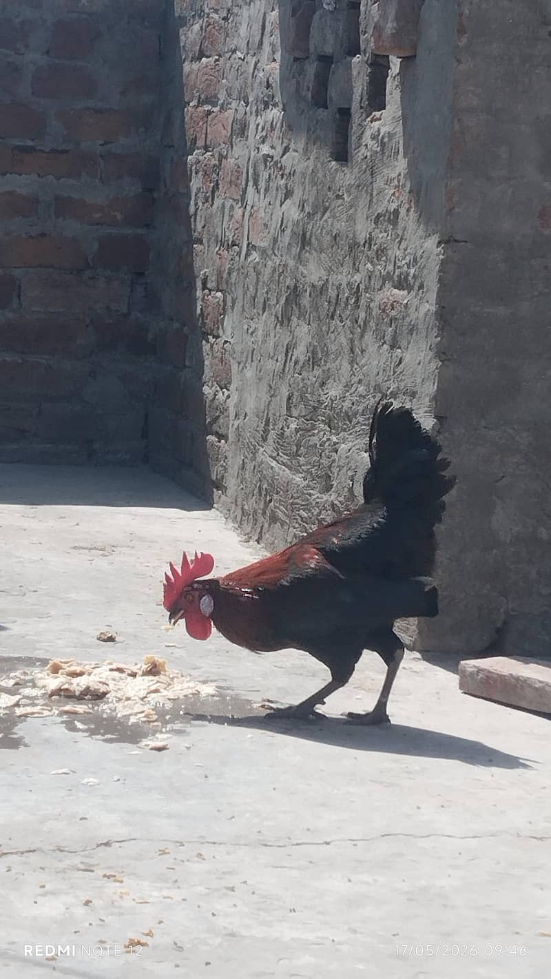 Desi murga 0