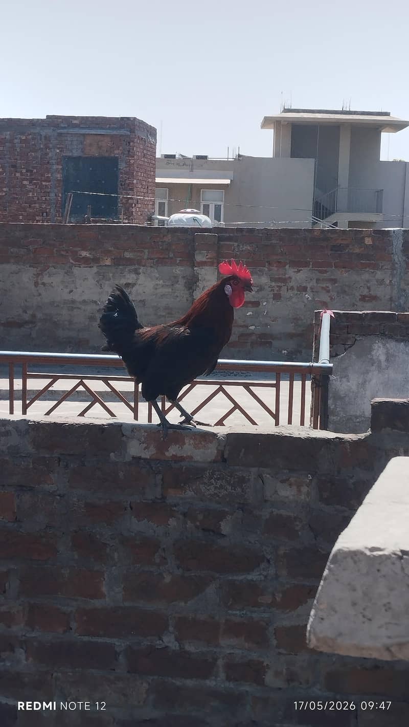 Desi murga 1