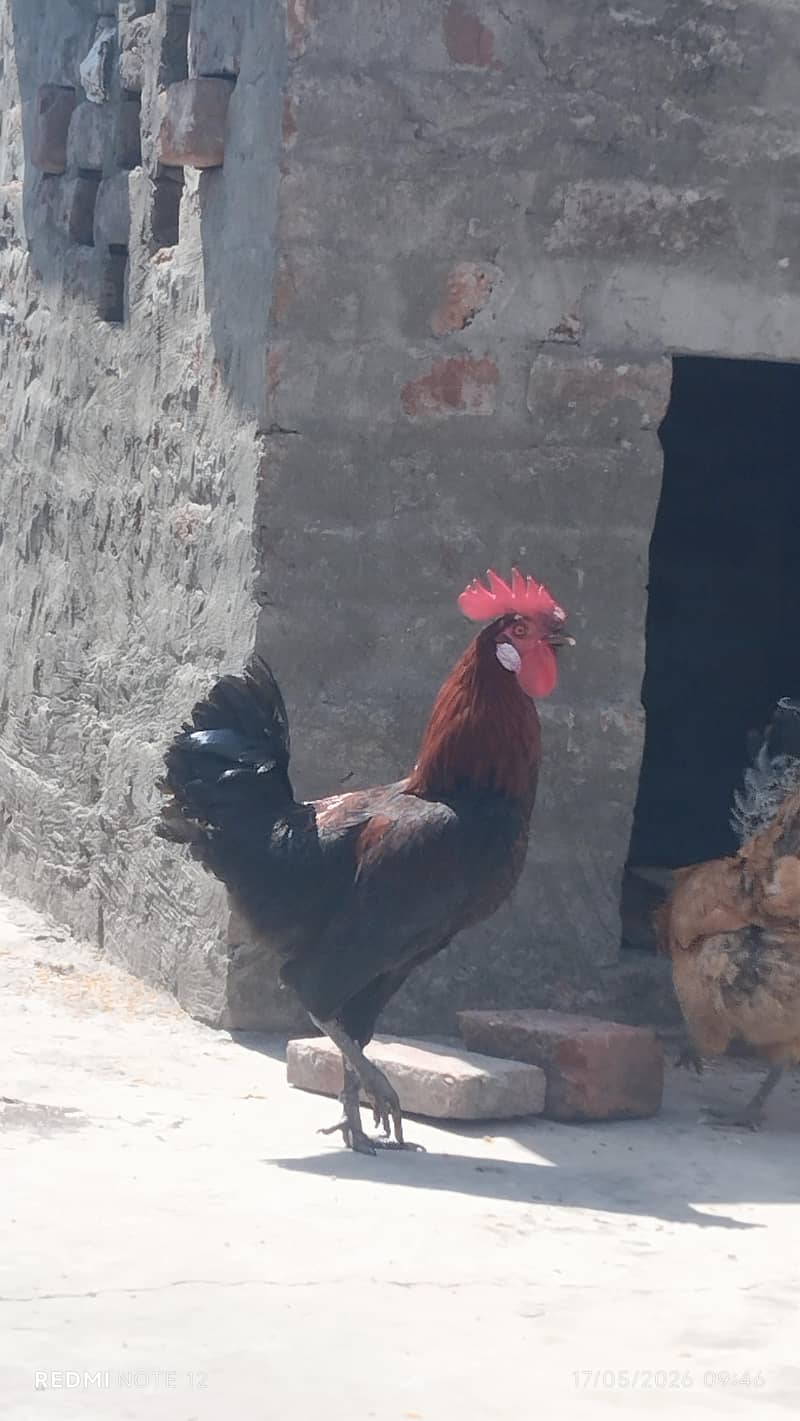 Desi murga 2