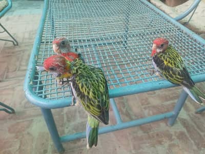 Rosella pair and chick's (03322825899)