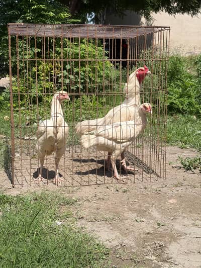 Best breeder set on olx