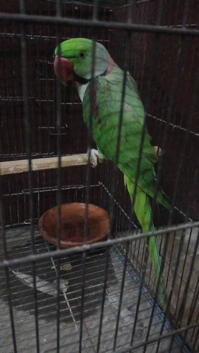 raw parrot