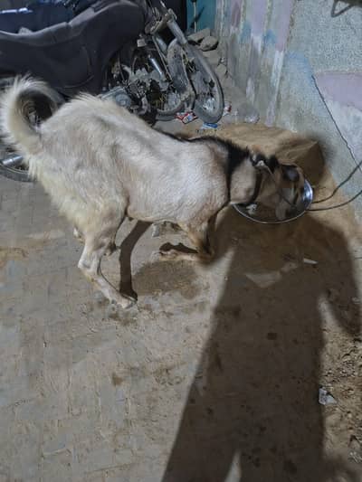 Barka for selling