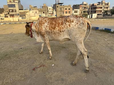 2 bachiya jori for qurbani