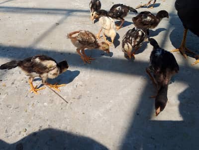 Heera chicks and Aseel lasani chicks for sale