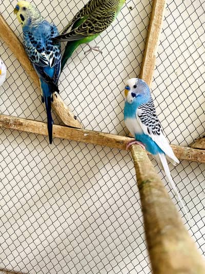 Australian parrot active and healthy  10 sy 12 piece hy